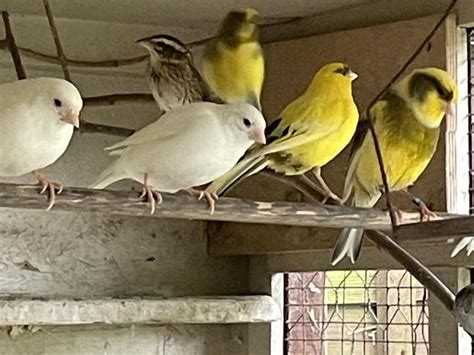 Male canaries for sale near me. Things To Know About Male canaries for sale near me. 